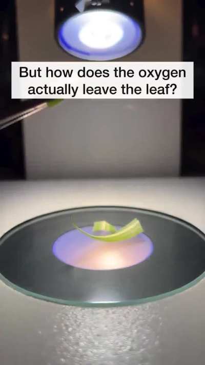 This is how plant makes oxygen