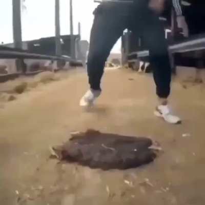 The Spinny man