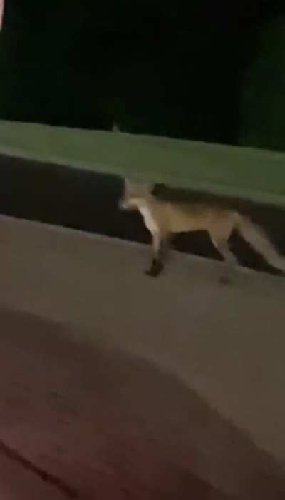 Get outta the road