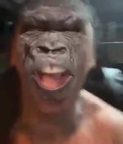 Average DDS 🦍🦍🦍