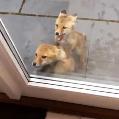 Two house intruders, please no one panic!