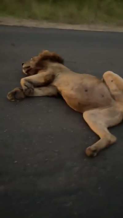 🔥 Lion has a food coma after gorging on a large meal for days 😴 - South Africa