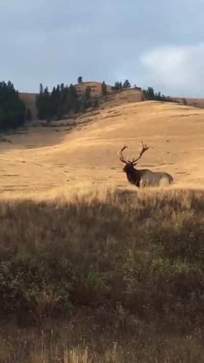 Montana Elk