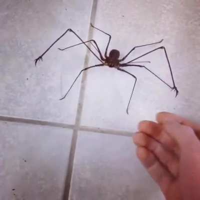 Thanks, I hate whip scorpion