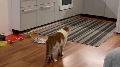 he can't go out because he got tapeworm