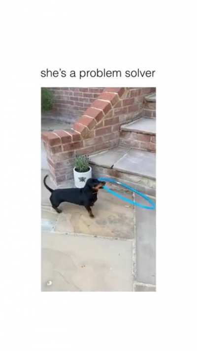 Come on doggy!!✨