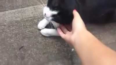 Ricky is a kind cat