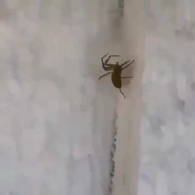 Funky spider.