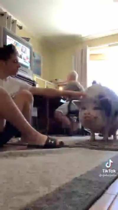 Good pig...