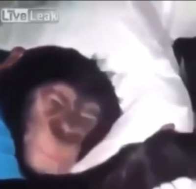 Monkey doesn’t wanna go to school 😭