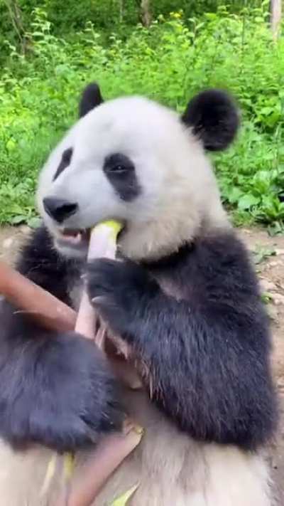 Bamboo-licious