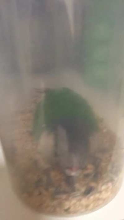 stucc_birb