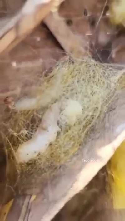 How silk is made