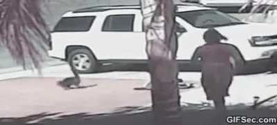 kedi çocuğu köpek saldırısından kurtarıyor