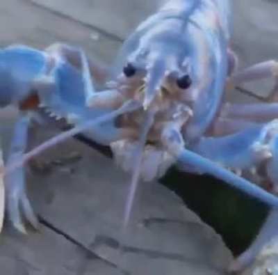 blu