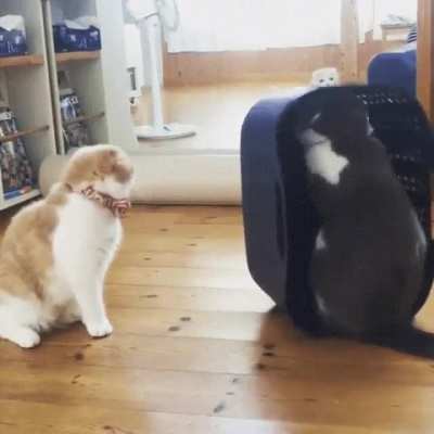Cat is Disturbed By His Friend