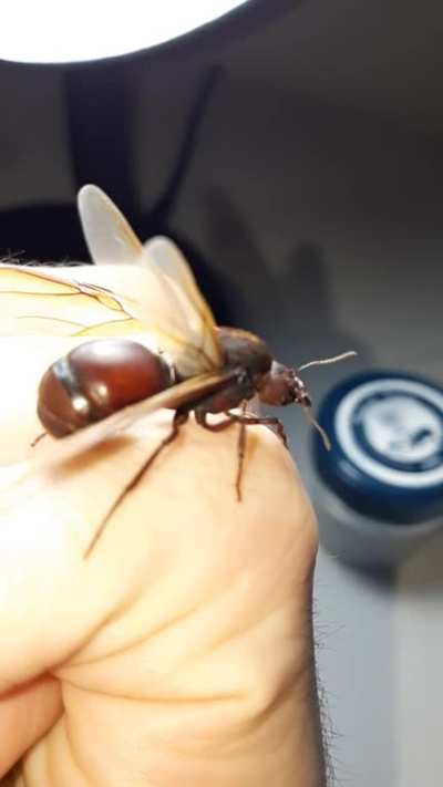 Queen leaf cutter ants are known to grow to massive sizes. In turn, their colonies are more robust due to a wider division of labor across ant castes: minims, minors, mediae, and majors!
