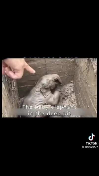 Heart-wrenching Rescue of Baby and Mother Elephant & their love will SAMILE you. The 1 year old calf fell into a drain hole and the mother refused to leave its side. Later on, the mother elephant fainted due to stress & weakness. Thankfully nation