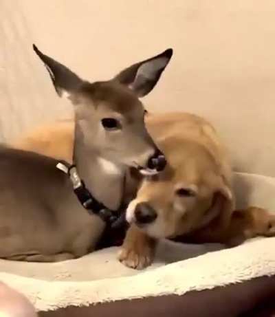 Yes you can sit here, but you have to pay the kiss tax.