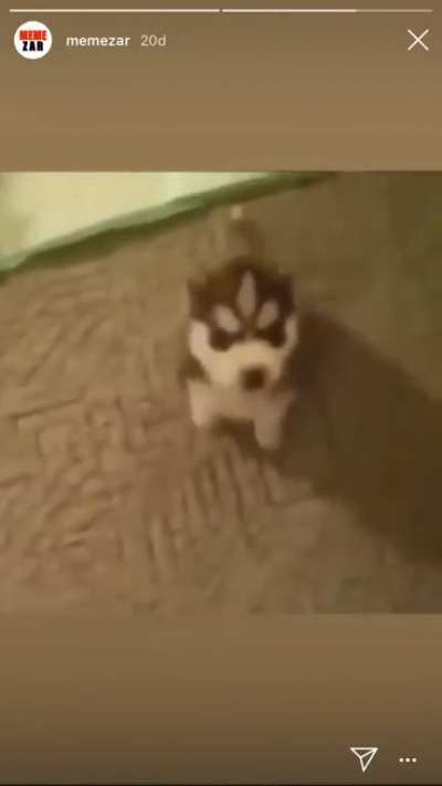 good boi.