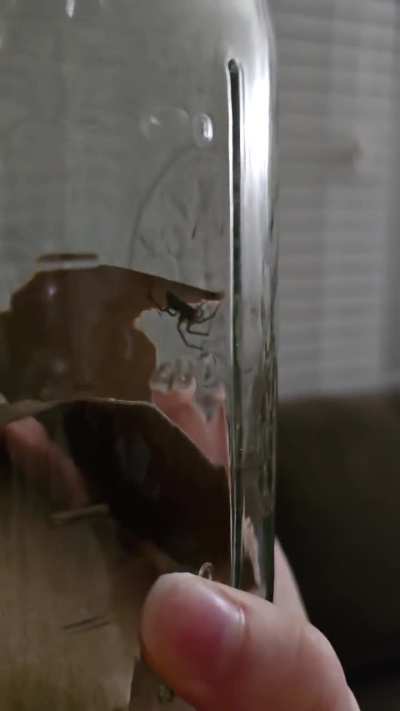 Any name suggestions for this temporary pet spider?
