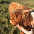 I think Clyde's having a great time (from the @myhighlandfold Instagram)