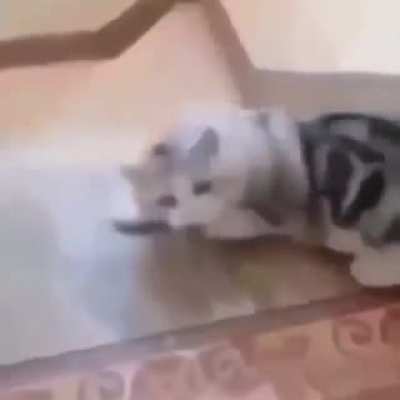 Meow