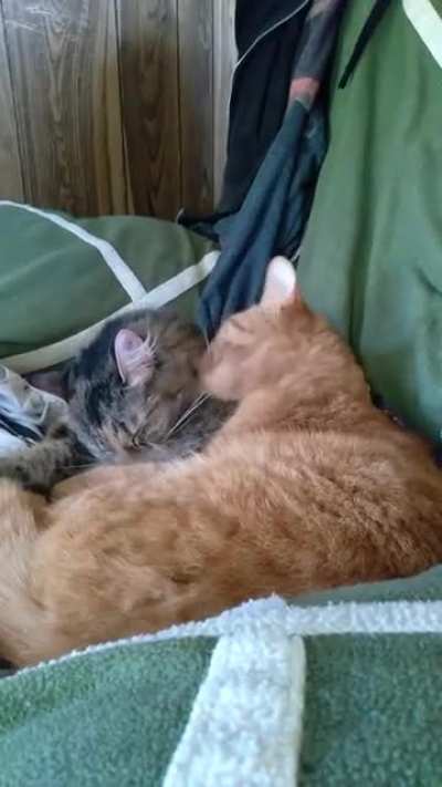 Sweet babes