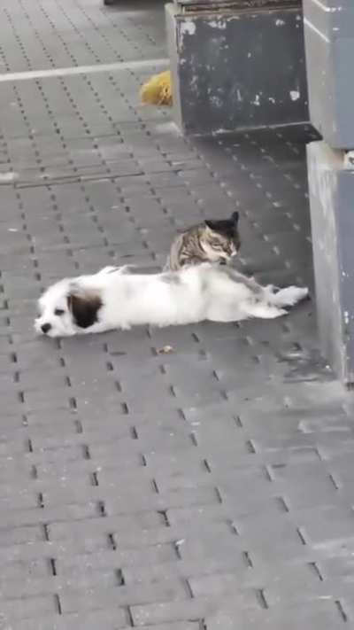 Excuse me, do you mind