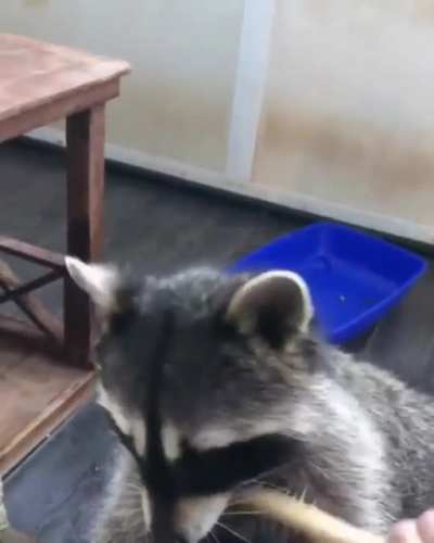 Brushy Brushy Time