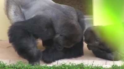 Silverback and his son, calmly observe a caterpillar.