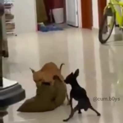 pongan telepatía 🥰😼😼