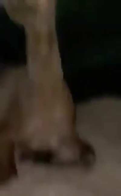 ð´