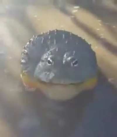 Lizard.