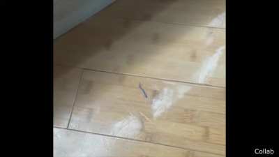 Lizard nooo