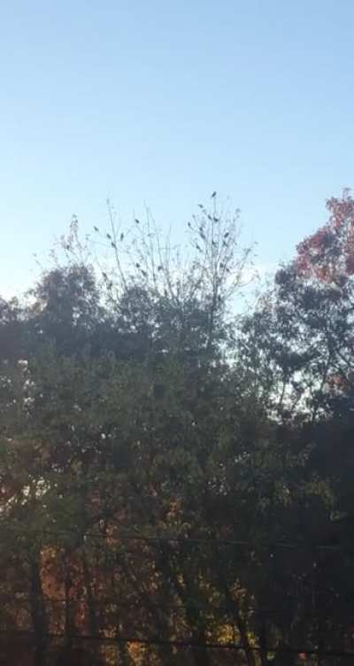 so many bird attack me