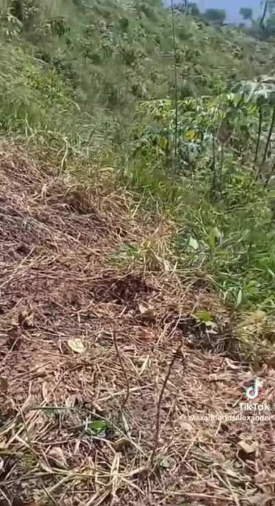 Current fighting between the ELN, FARC and the Colombian army in the Catatumbo region, 2025