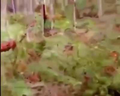 Cursed_forest