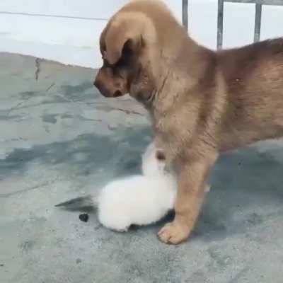 just to remind you how illegal she is, this is a puppy...