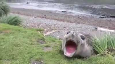 seal doggo go brr