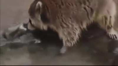 Где моя сладкая вата? ГДЕ ОНА?!