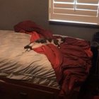 I love it when my cat yawns