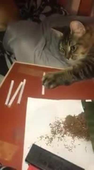 кот растамана