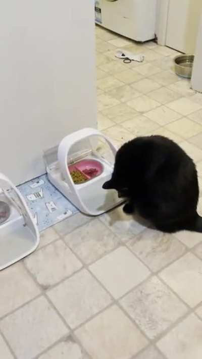 Pixel ensuring her prey had actually tapped out before consuming.