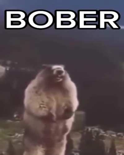 bboborggsefbj BOBER