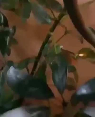 🔥 birth of a chameleon