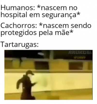 Cooooé chat, anima ai