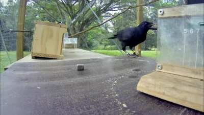 I knew crows are supposedly 'smart' but my friend just sent me this, and now I'm terrified