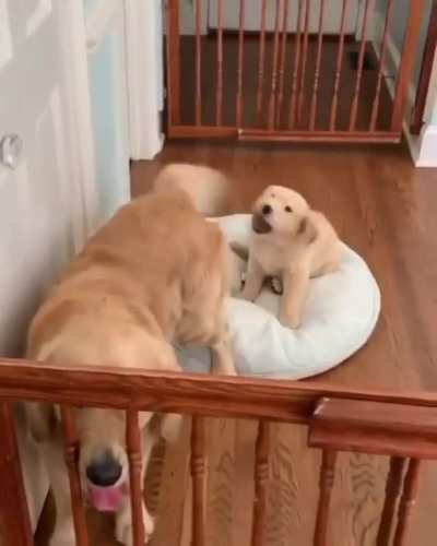 I'm going to bite this thing