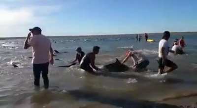 Bahia de San Antonio: Vecinos y turistas formaron un cordón humano y lograron salvar a más de 200 delfines varados